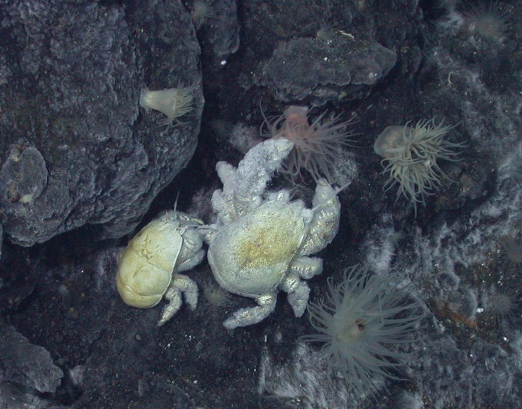 First species of Yeti Crab found in Antarctica named after renowned
